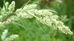 Wormwood in druga zelišča iz bedbugs v apartmaju